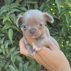Chihuahua