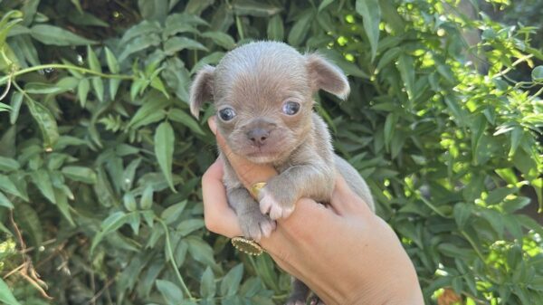 Chihuahua