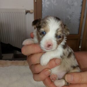 Chihuahua à reserver