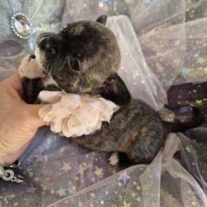 Chihuahua femelles lof