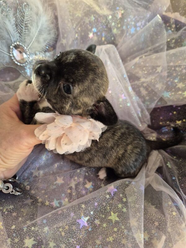 Chihuahua femelles lof