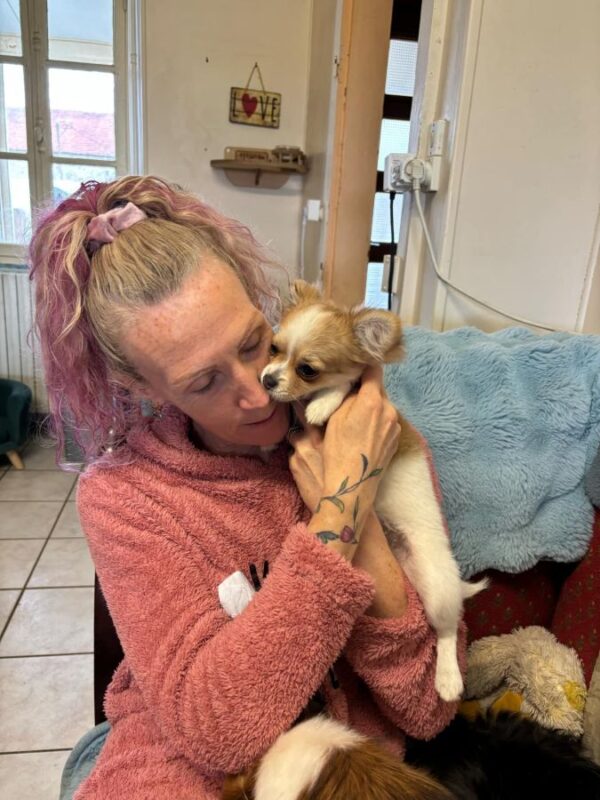 Chihuahua lof chiot femelle disponible