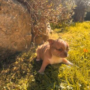 Chihuahua mâle