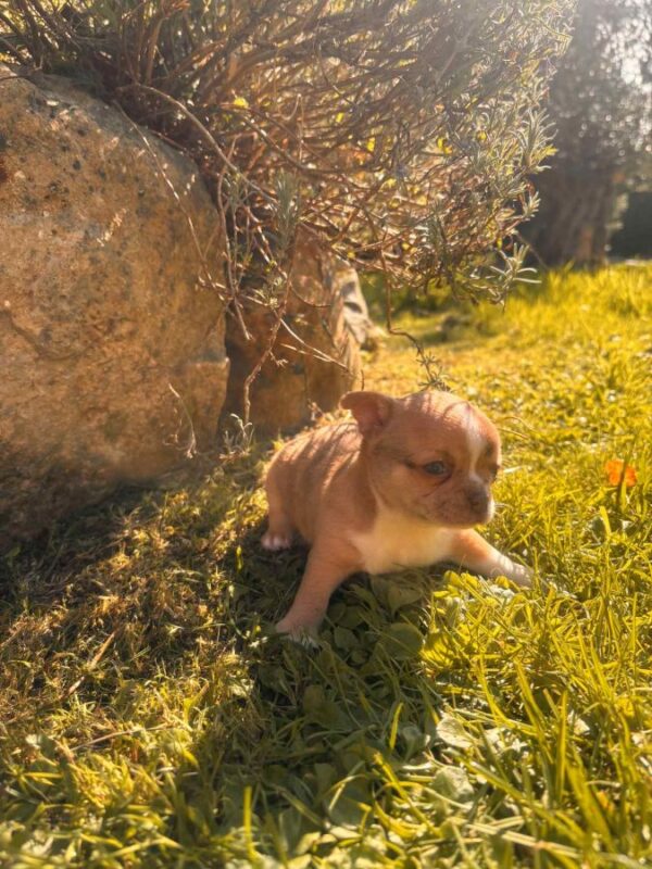 Chihuahua mâle