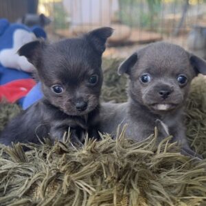 Chihuahua mâles