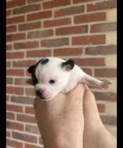 Chihuahua non lof m et f