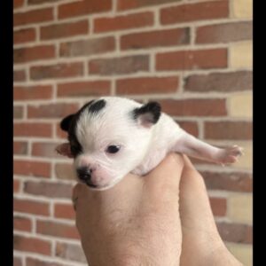 Chihuahua non lof m et f