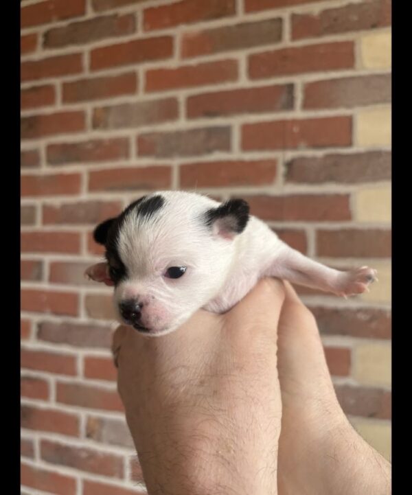 Chihuahua non lof m et f