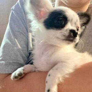 Chihuahua poil long et poil court