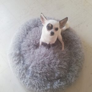 Chihuahua Pour Saillie - 89700 - unCompagnon.fr