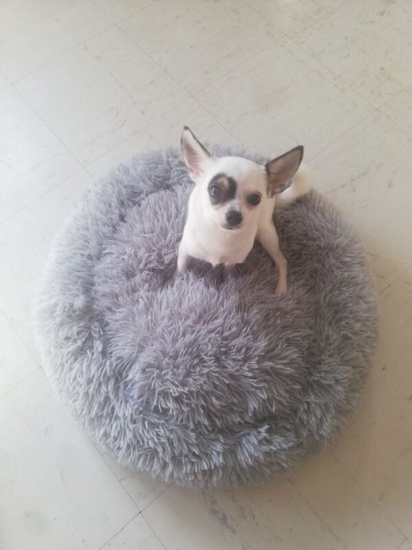 Chihuahua Pour Saillie - 89700 - unCompagnon.fr