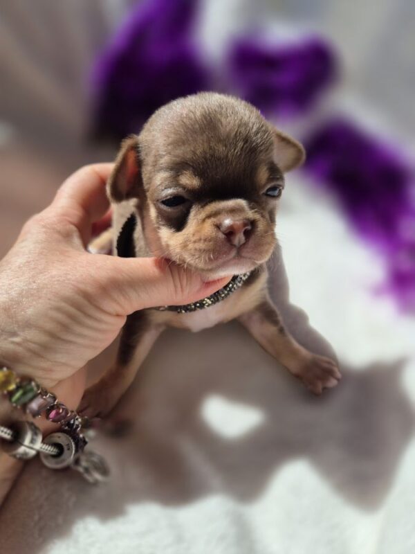 Chihuahuas mâles lof