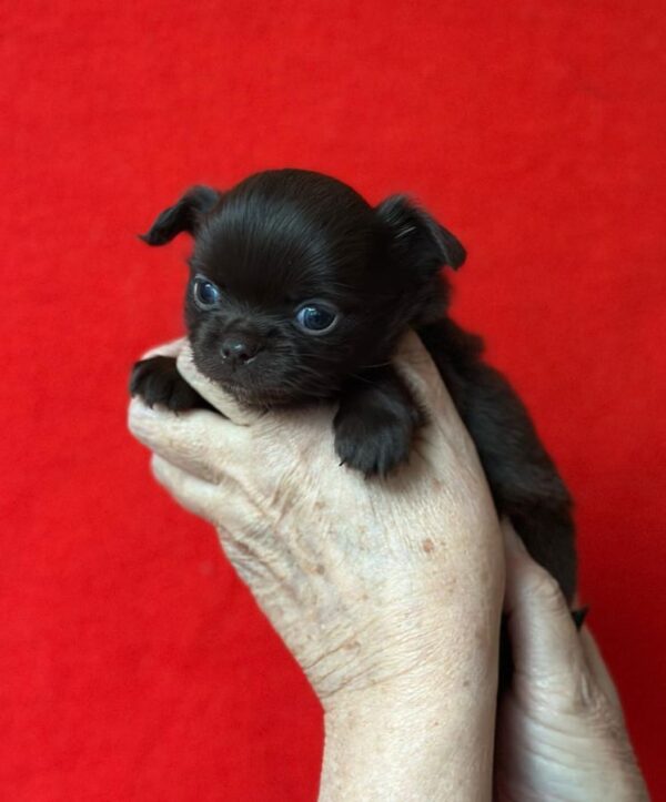 Chihuahuas poil long lof