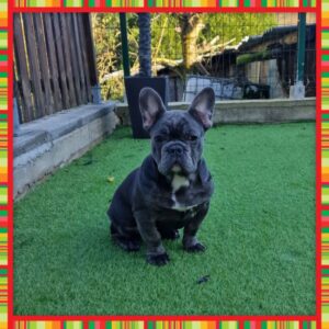 Chiot bouledogue francais bleu