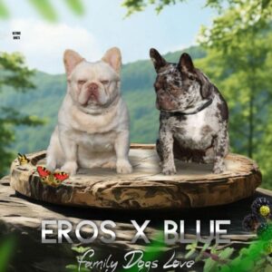 Chiot bouledogue français exotique