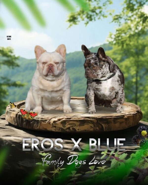 Chiot bouledogue français exotique