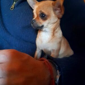 Chiot chichuahua mâle disponible