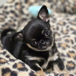 Chiot chihuahua