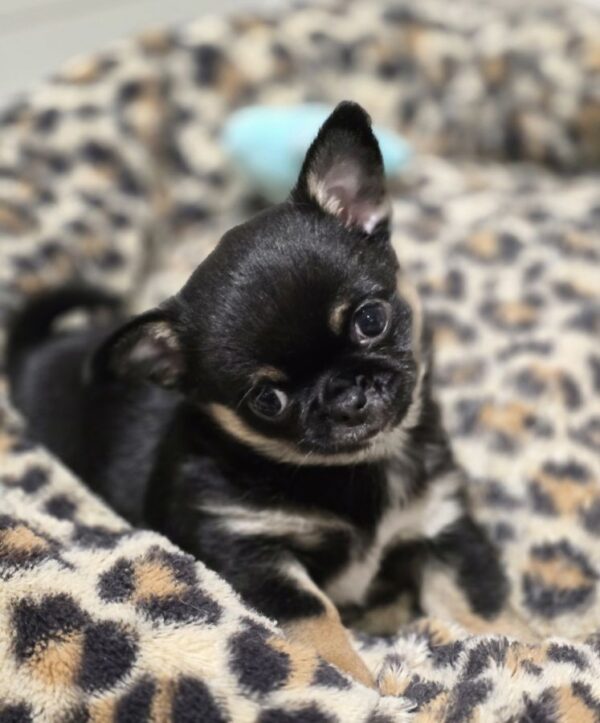 Chiot chihuahua