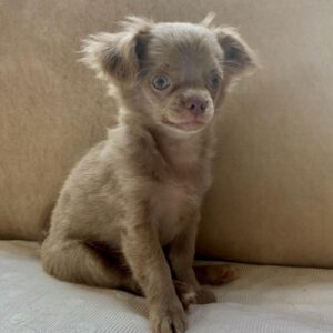 Chiot chihuahua