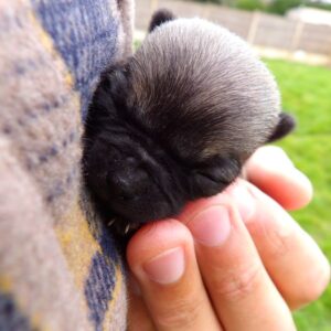 Chiot chihuahua à vendre