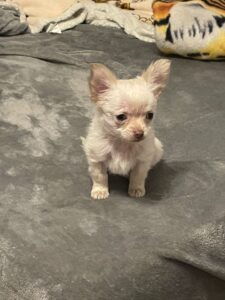 Chiot chihuahua à vendre