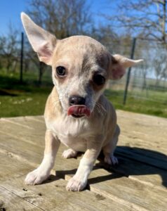 Chiot chihuahua femelle poil court