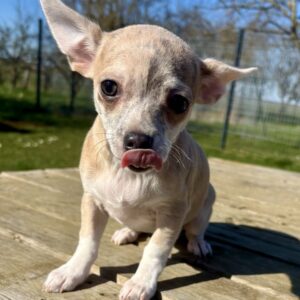 Chiot chihuahua femelle poil court