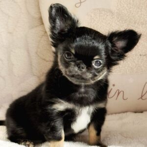 Chiot chihuahua lof