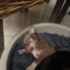 Chiot chihuahua non lof