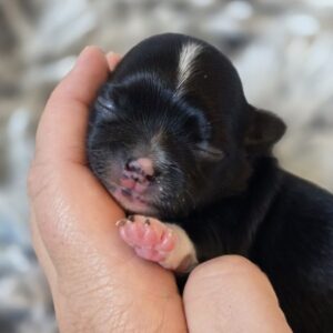 Chiot chihuahua poil long