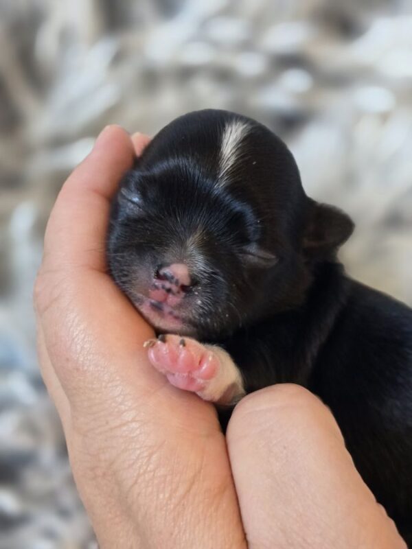 Chiot chihuahua poil long