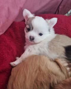 Chiot chihuahua poil long non lof