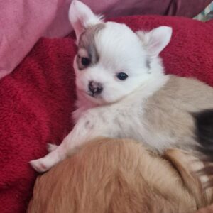 Chiot chihuahua poil long non lof