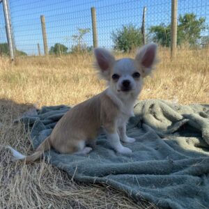 Chiot chihuahua poils longs