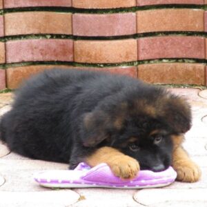 Chiot lof poils longs disponibles