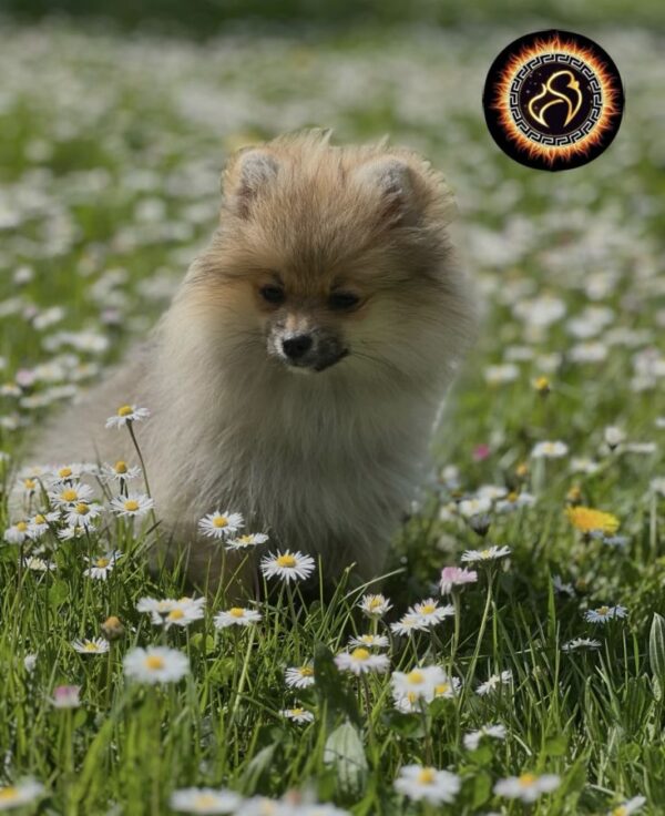 Chiot poméranien