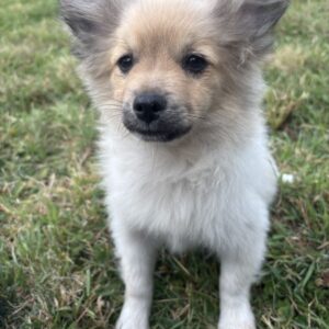 Chiot spitz