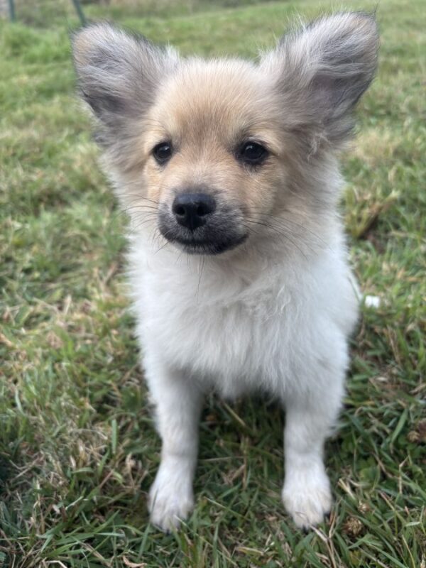 Chiot spitz