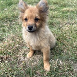 Chiot spitz