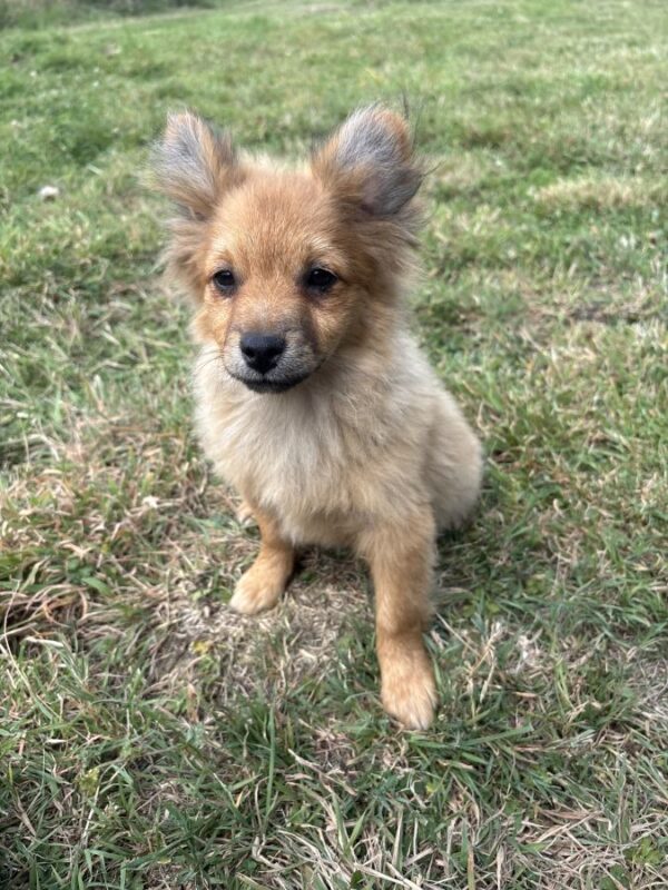 Chiot spitz