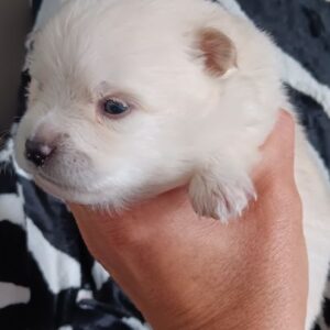 Chiot spitz