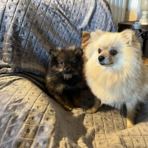 Chiot spitz allemand nain à vendre