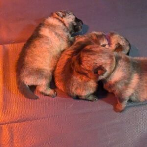 Chiot spitz loup