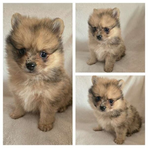 Chiot spitz nain
