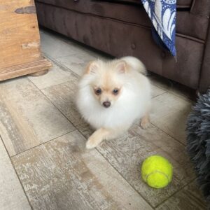 Chiot spitz nain crème.