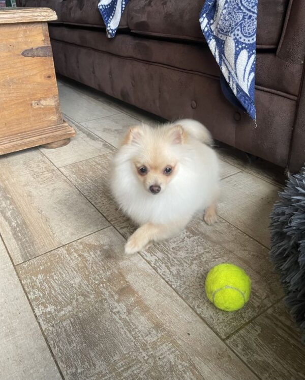 Chiot spitz nain crème.