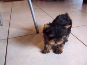 Chiot yorkshire