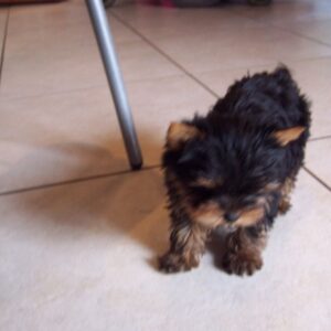 Chiots Yorkshire Terrier – Élevage Des Terres d’Eden