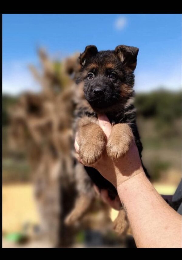Chiots berger allemand